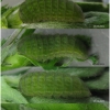 pol coelestinus larva9 volg1
